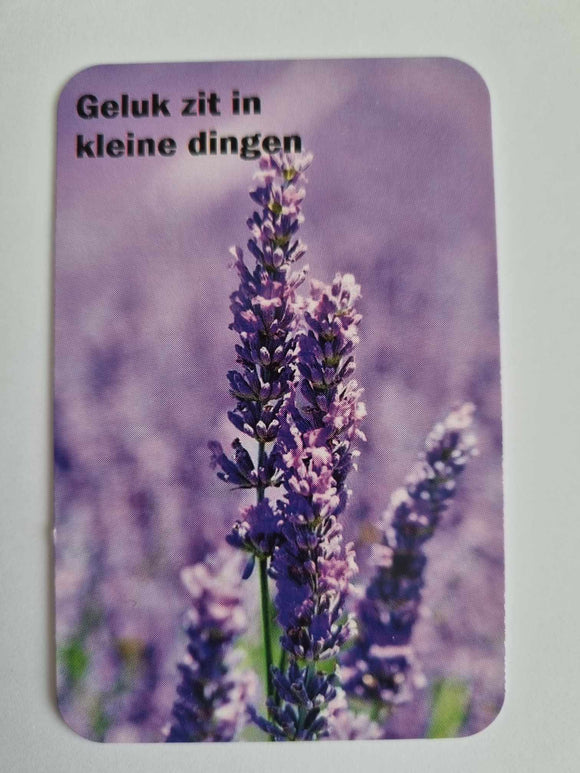 5 kaartjes lavendel