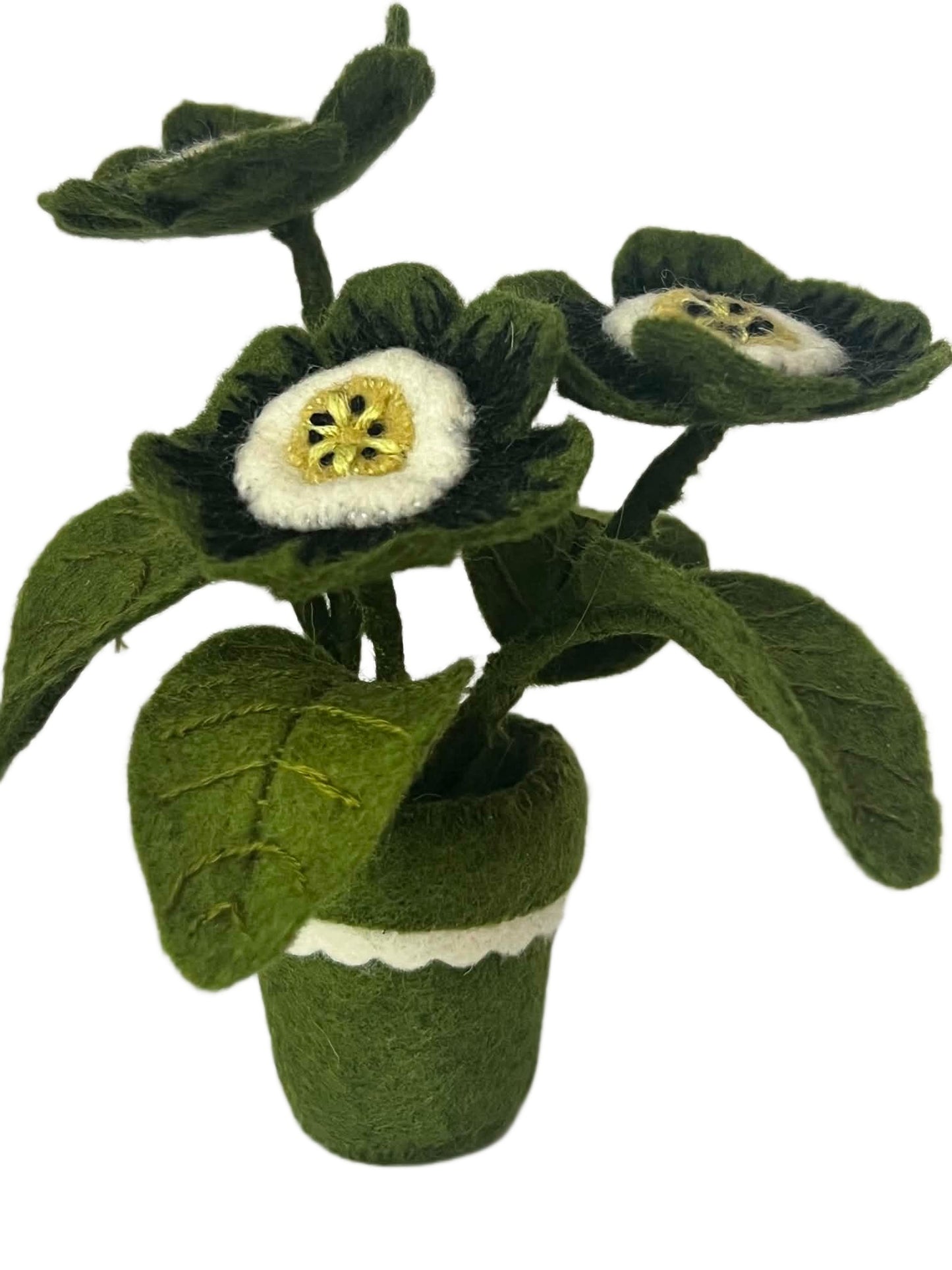 Pre-order aanvullingspakket Primula-auricula