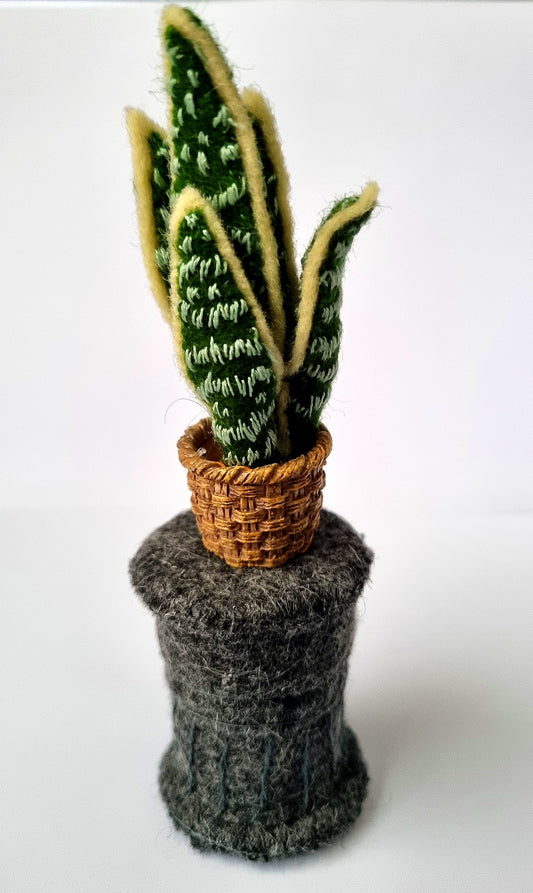 Pilaar met Sansevieria